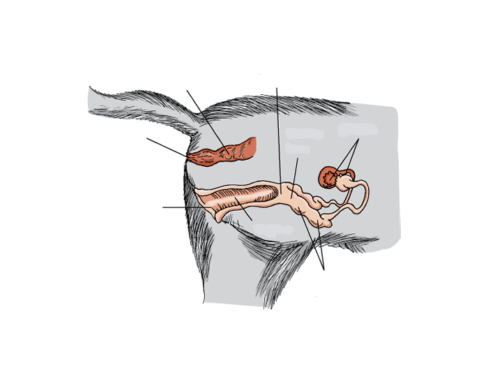 Female Cat Reproductive System Quiz