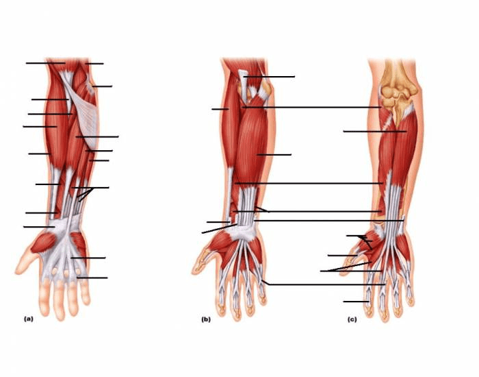 Arm Muscle Labeling Quiz