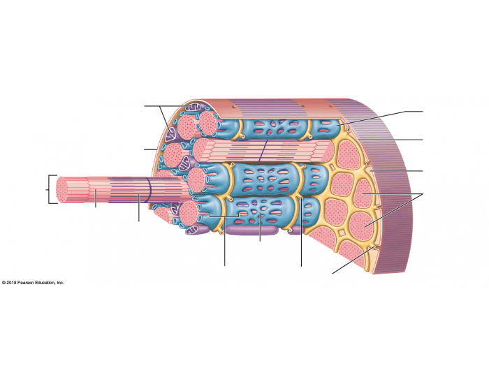 Muscle Fiber Model Fillable Label Worksheet.pdf Label the Skeletal Muscle Fiber — Printable Worksheet