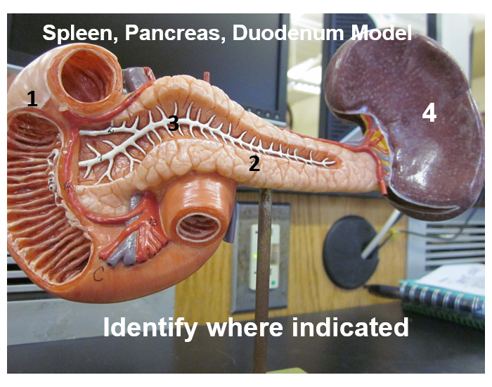 spleen, pancreas and duodenum model Quiz