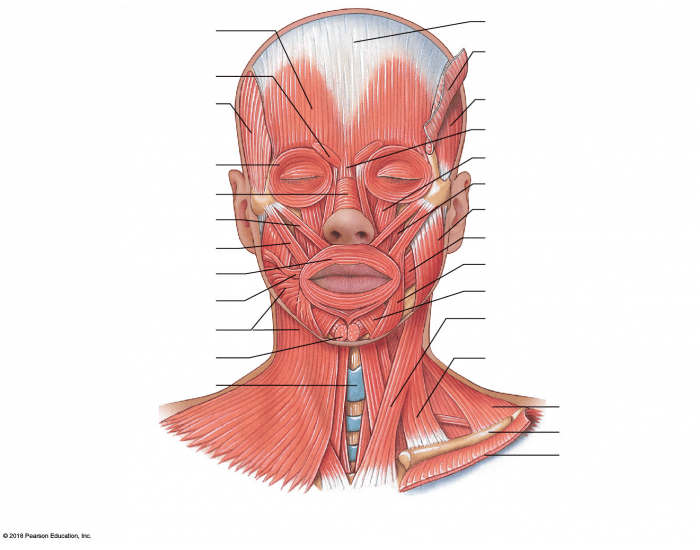 Muscles In Your Face