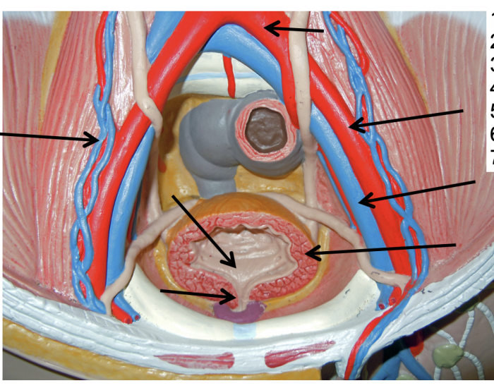 Front View of Lower Urinary System Quiz Front View of Lower Urinary System Quiz
