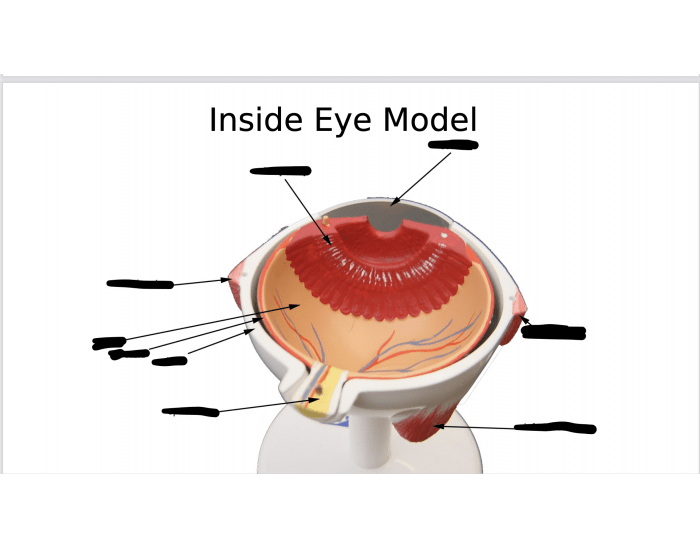 eye model labeled
