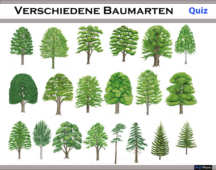 Verschiedene Baumarten Quiz verschiedene-baumarten-quiz