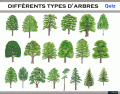 Différents types d'arbres | Quiz