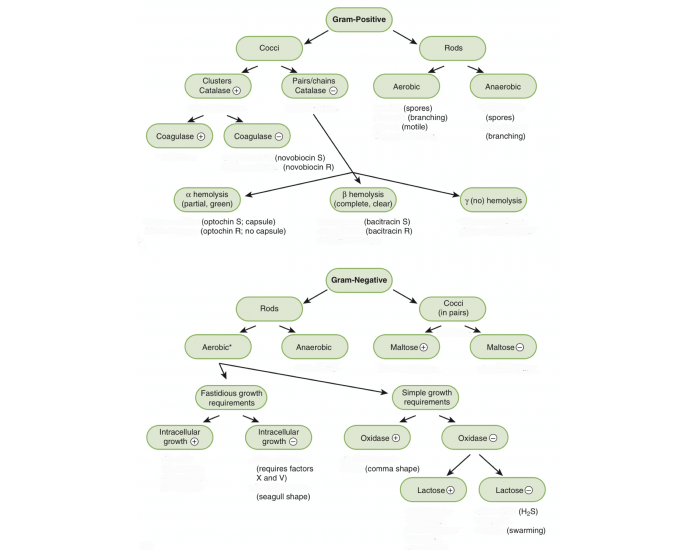 Bacteria algorithm Quiz