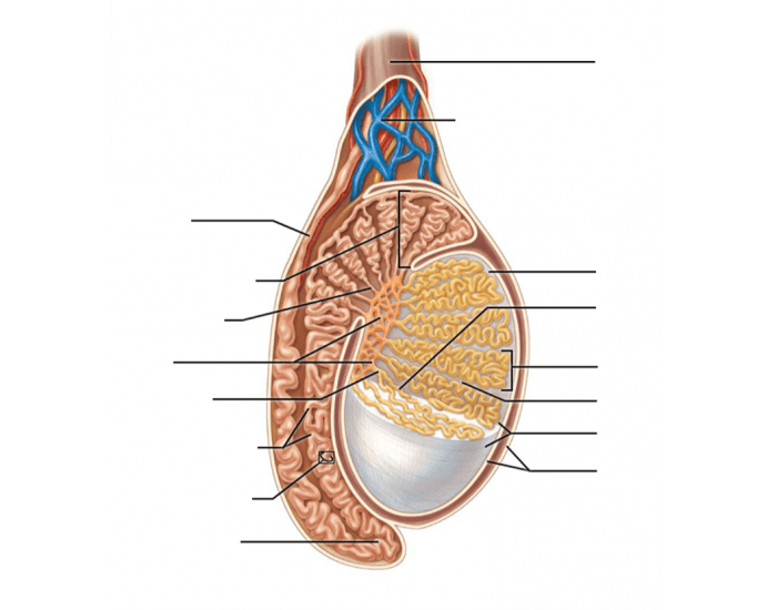Testicle Label testis labels Quiz