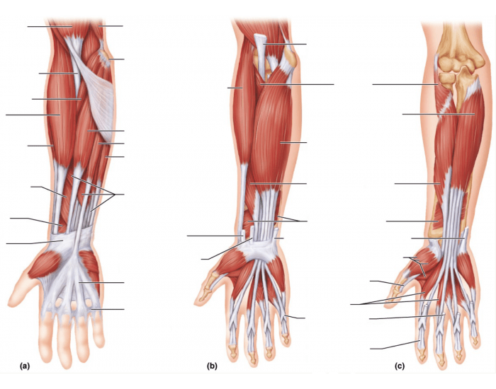 Forearm Muscles Quiz