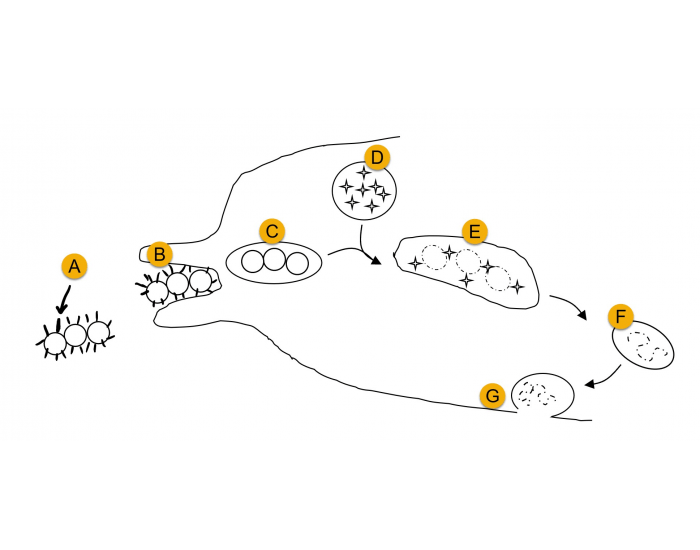 12 Phagocytosis Stages — Printable Worksheet