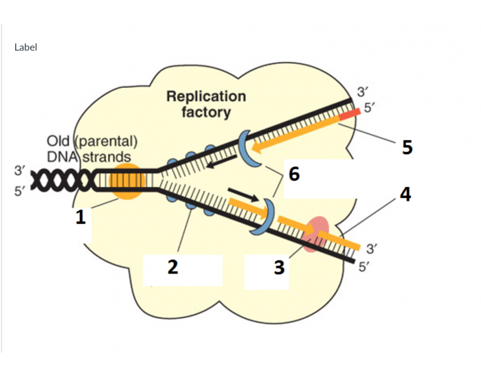 Replication Factory Quiz