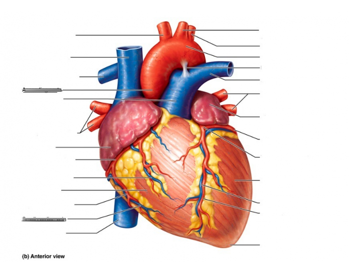Master The Heart S Back Anatomy Quiz You Need To Ace - 9j05n7h