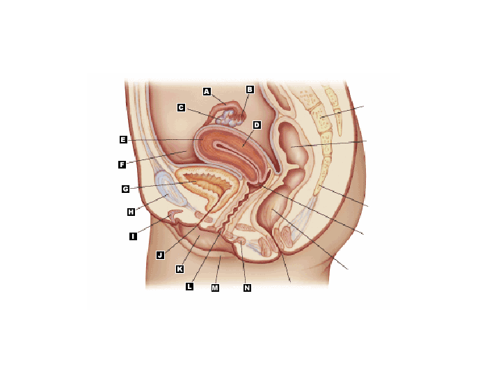 female-reproductive-system-labeling-printable-worksheet