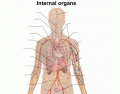 Internal Organs of A Human Body