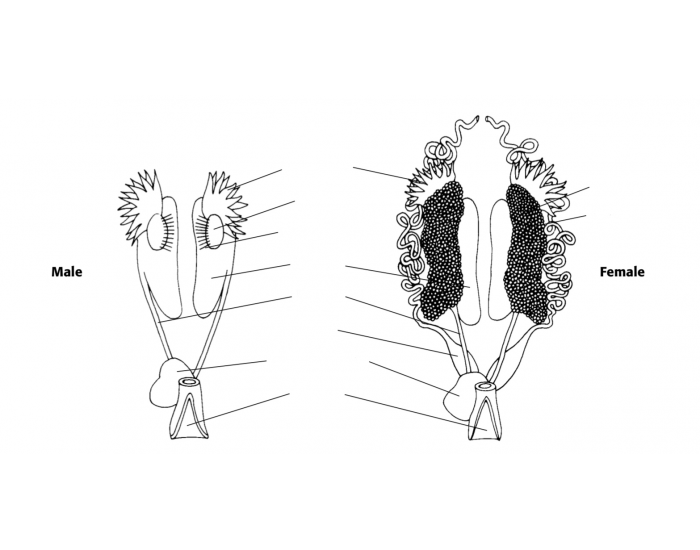 Frog Reproductive Structure Biology Frog Reproductive Anatomy Quiz