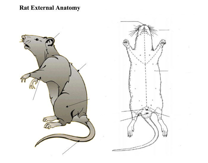 Rat External Anatomy