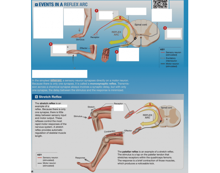 reflexes — Printable Worksheet