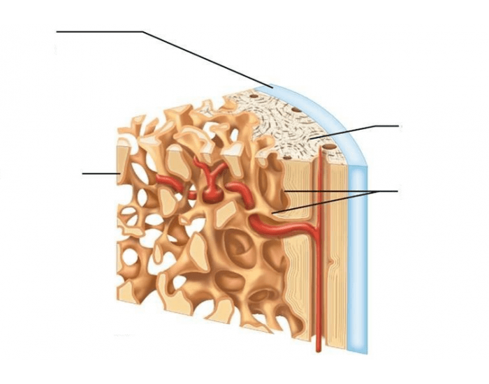 Internal Structure of Bone Quiz