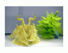 Identifying Interphase and Phases of Mitosis Quiz