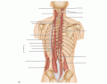 Deep Muscles of the Back