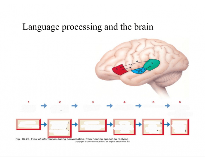 Language processing and the brain Quiz