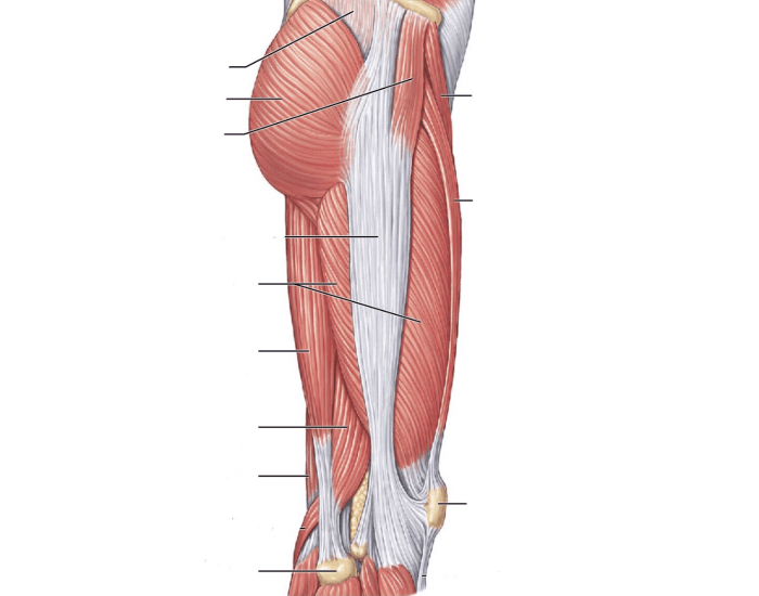 Muscles Of The Leg Lateral Quiz