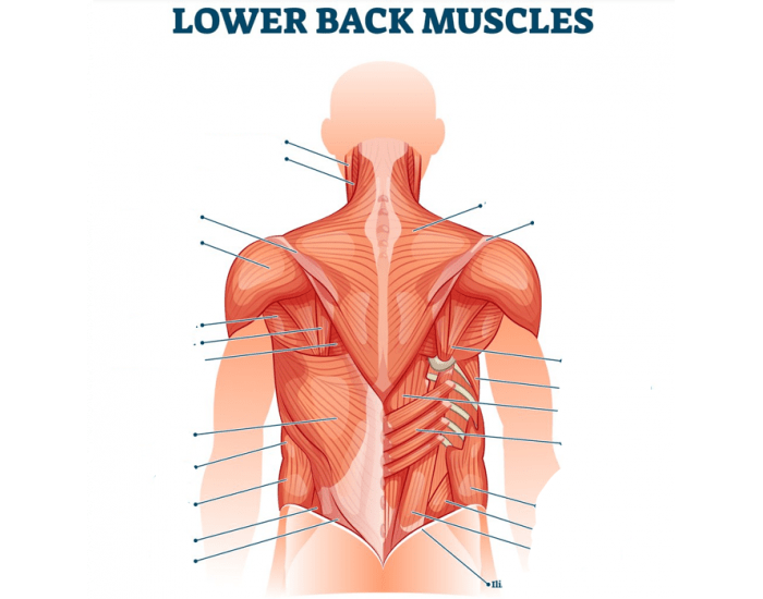 Back muscles Quiz