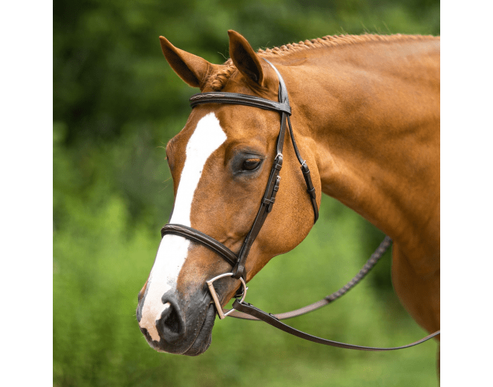 Horse Bridle Labeling Quiz