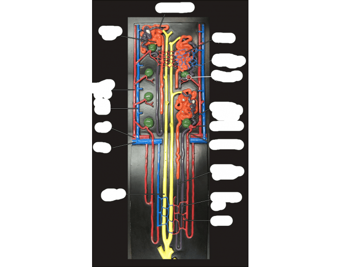 Nephron Worksheet.pdf Nephron Model Labeled — Printable Worksheet