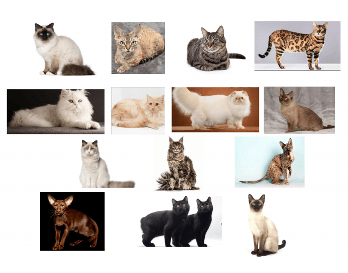 Cat Breeds Quiz