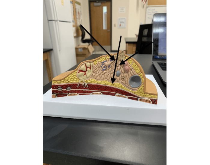 mammary gland 1 Quiz