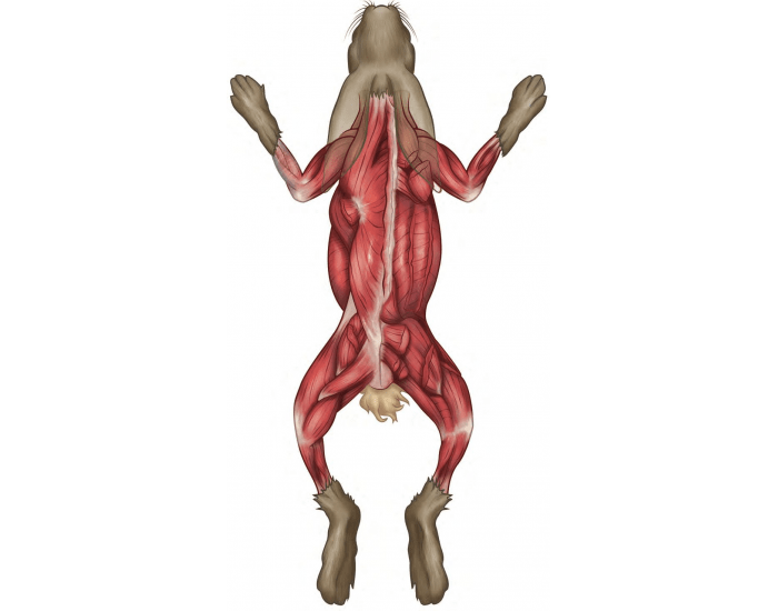 Rabbit Dissection Muscle Groups (Dorsal View) Quiz