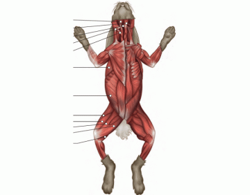 Rabbit Dissection Muscle Groups (Ventral View) Quiz