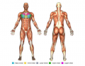 Major Muscels of Human Body