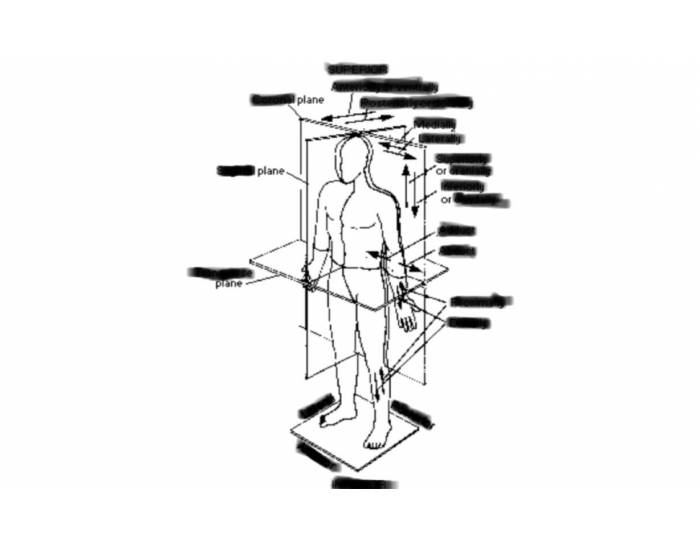 Anatomical Position part 3 Quiz