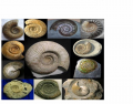 Fossil Ammonites Found in Britain 1