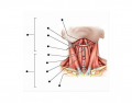 Muscles of the Neck
