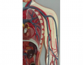 Dr Gennero Circulatory 8