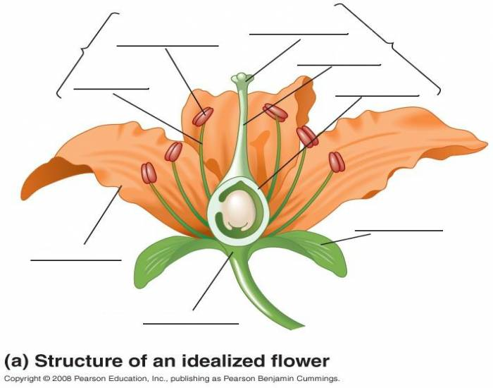 Flower Diagram Quiz