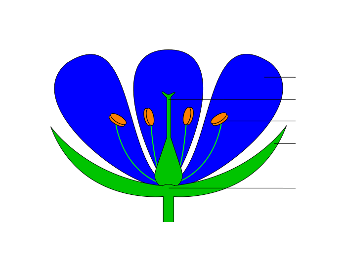 Budowa kwiatu Quiz