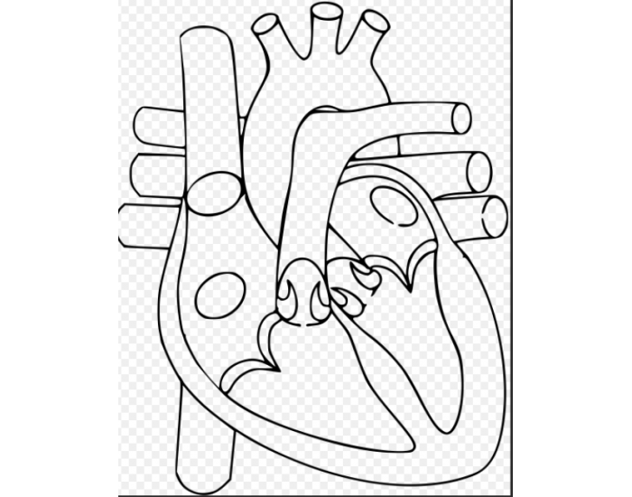 Heart Label Quiz