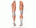 Muscles of the Lower Limb (Left)