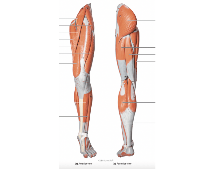 lower limb muscles