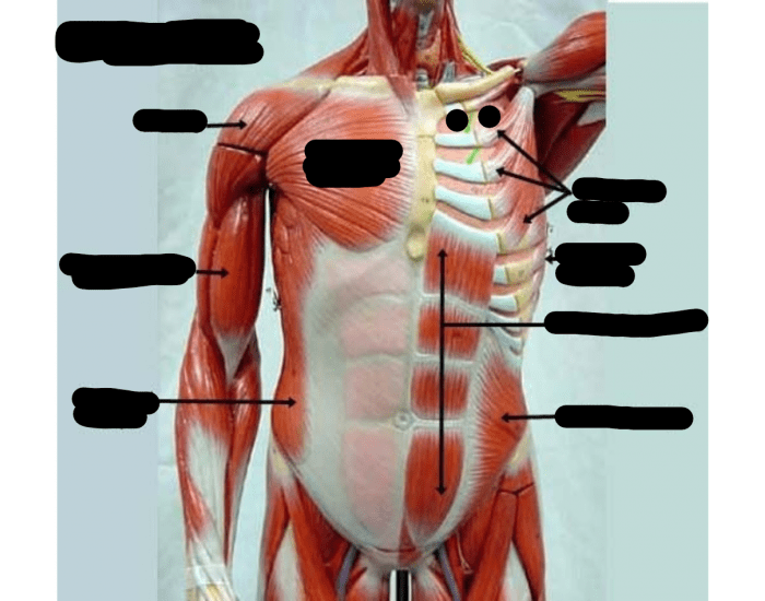 Anterior muscles body Quiz