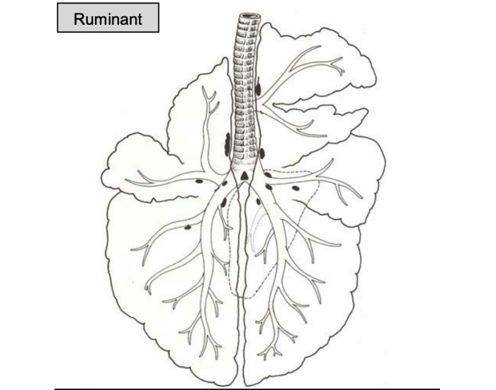 Large Ruminants Worksheet Respiratory System - Ruminant Lungs — Printable Worksheet