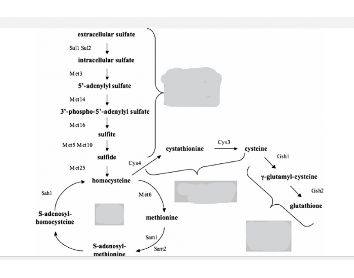 Sulfur Assimilation Pathway — Printable Worksheet