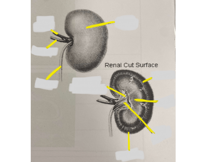 Renal System Quiz