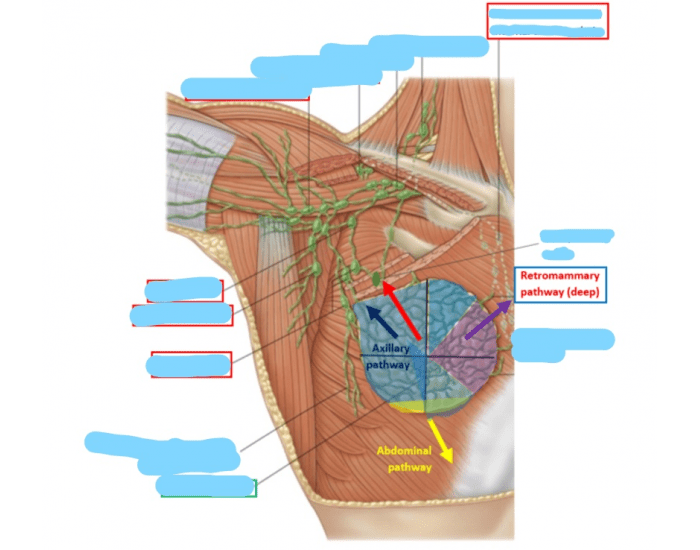 Female Breast Anatomy Quiz