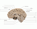 Human brain, midsagittal section 