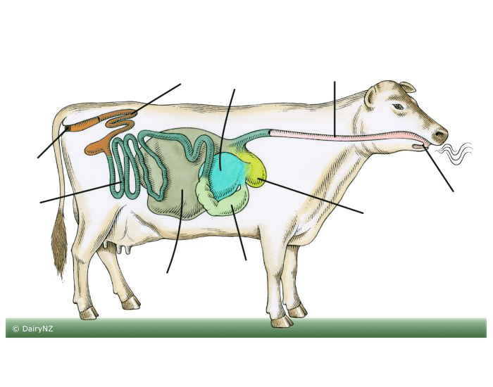 Large Ruminants Worksheet Ruminant System — Printable Worksheet