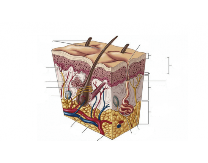 Diagram Of Skin Structure Quiz